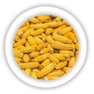 Corn