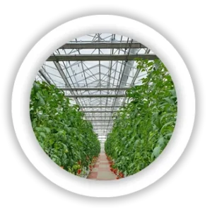 Green House