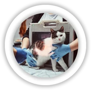 Veterinary